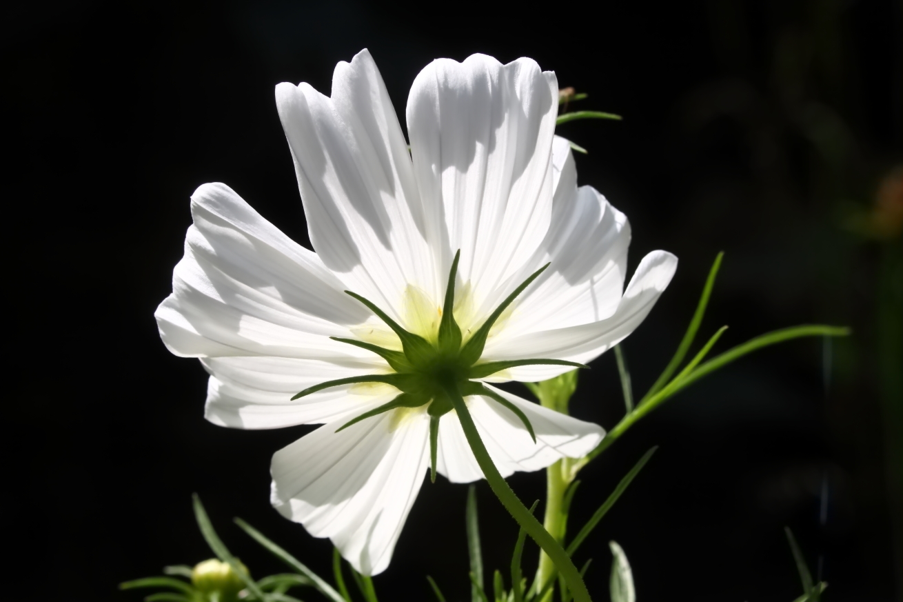 2015 08 10 HTP 1331